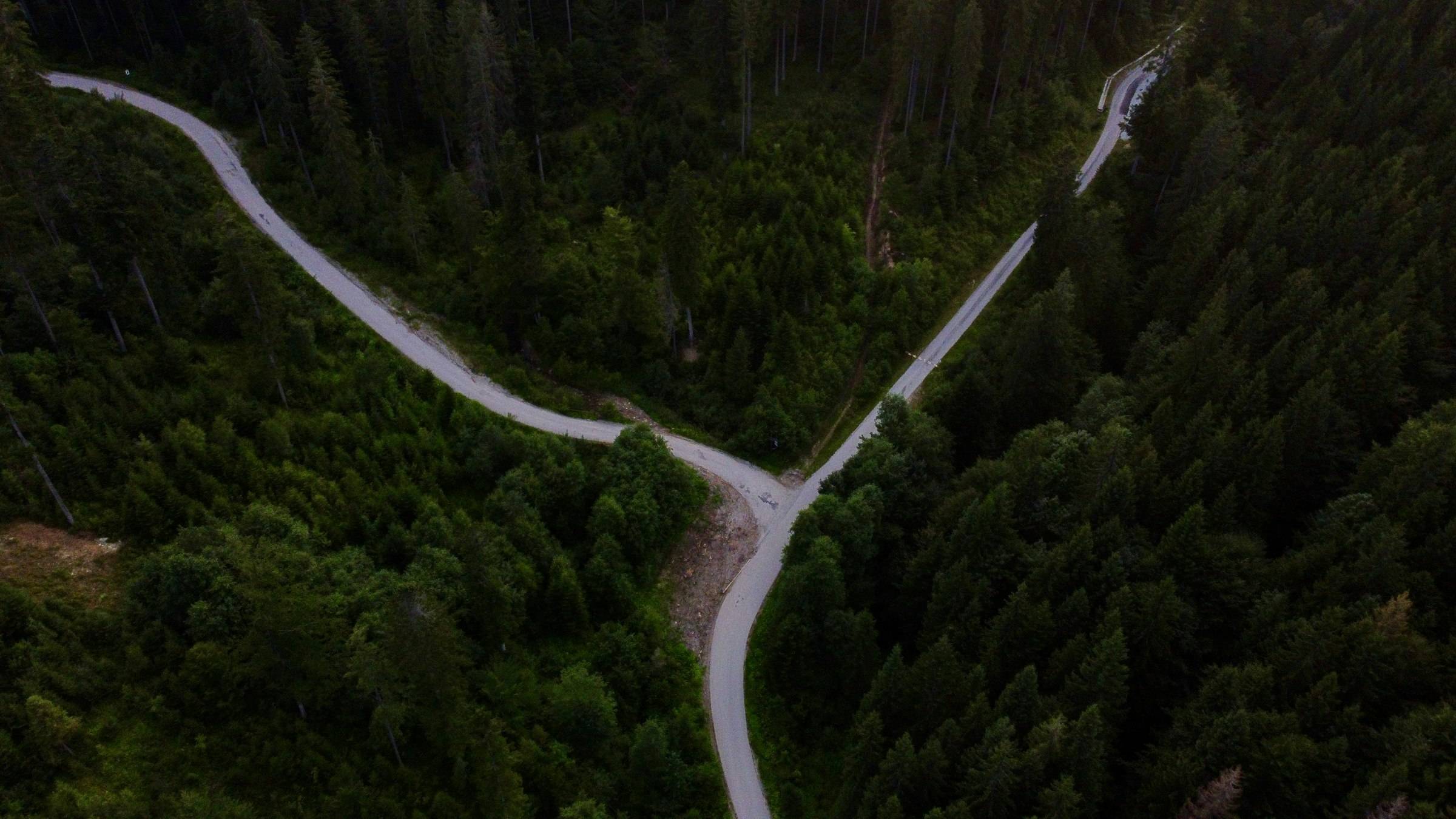 A road forking in two through a pine forest, from above